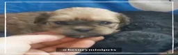 Bichón Habanero perros en venta: Camada de Bichón Habanero  en Madrid - Anuncio 7