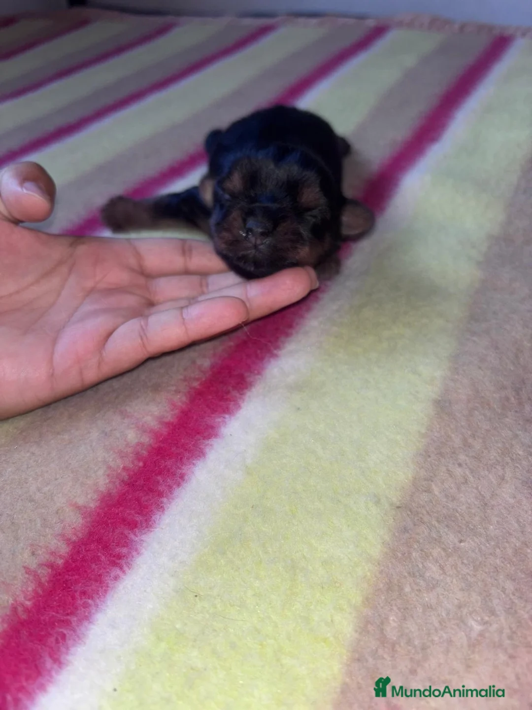 Yorkshire Terrier perros en venta: Yorkshire terrier - Anuncio 1