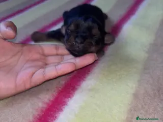 Yorkshire Terrier perros Yorkshire terrier - Anuncio 1