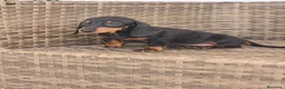 Teckel Miniatura perros en venta: Teckel Mini Negra y Fuego hembra disponible  - Anuncio 1