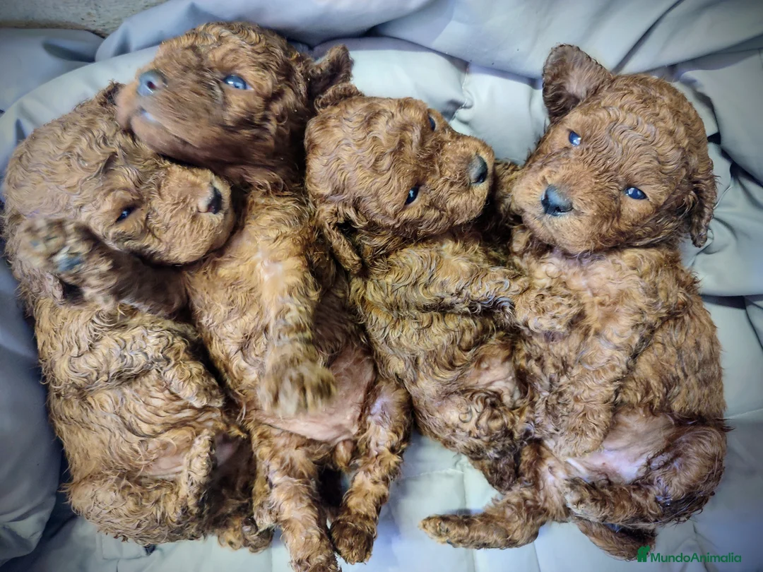 Caniche Toy perros en venta: Caniche Toy  - Anuncio 4