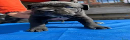 Cane Corso perros en venta: Cane corso  - Anuncio 22