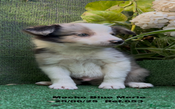 Border Collie perros en venta: BORDER COLLIE DE VILLA BIZNAGA - Imagen 25