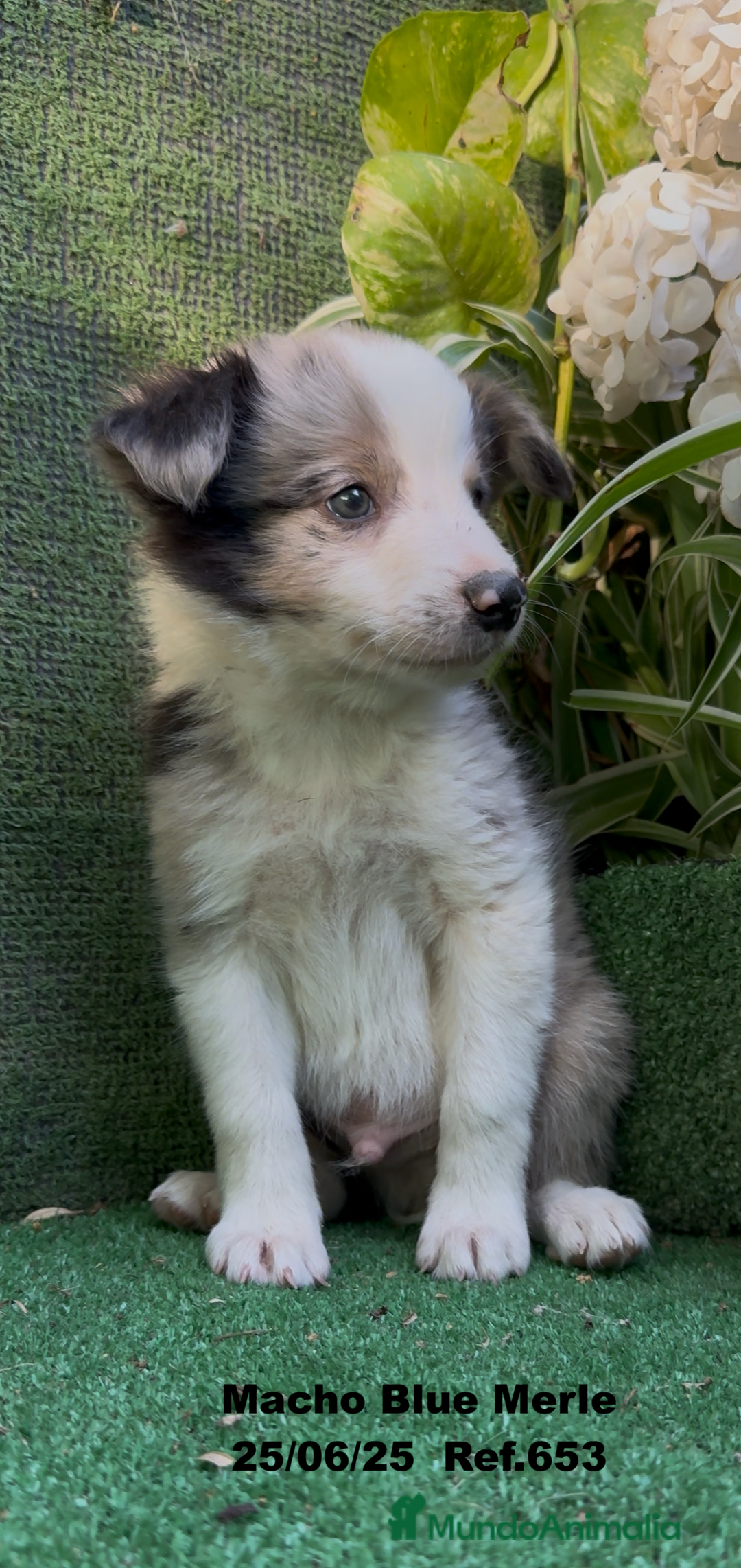 Border Collie perros en venta: BORDER COLLIE DE VILLA BIZNAGA - Imagen 25