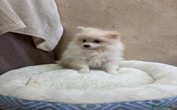 Pomerania perros en venta: Lulu pomerania toy - Anuncio 7