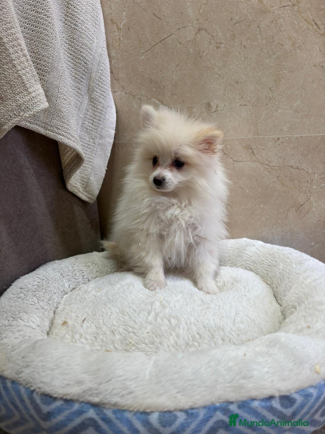 Pomerania perros en venta: Lulu pomerania toy - Anuncio 7