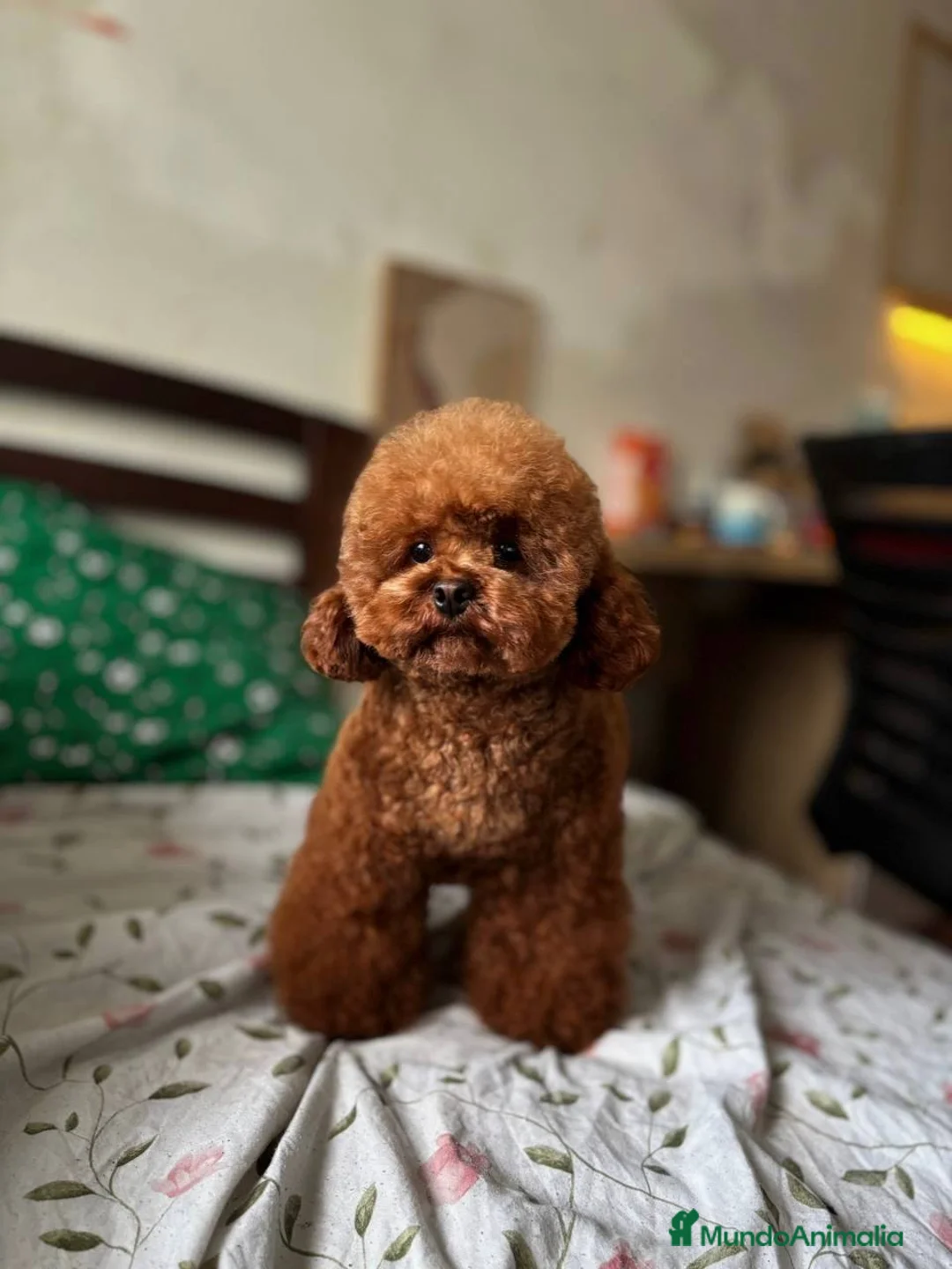 Caniche Enano perros en venta: CANICHE ASIÁTICO  - Anuncio 1