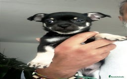 Chihuahua perros en venta: Chihuahuas  - Imagen 11