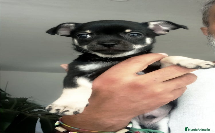 Chihuahua perros - Anuncio 2