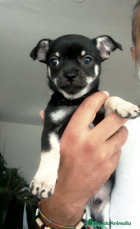 Chihuahua perros - Anuncio 16