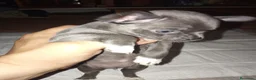 Chihuahua perros en venta: Chihuahua hembra  - Anuncio 2