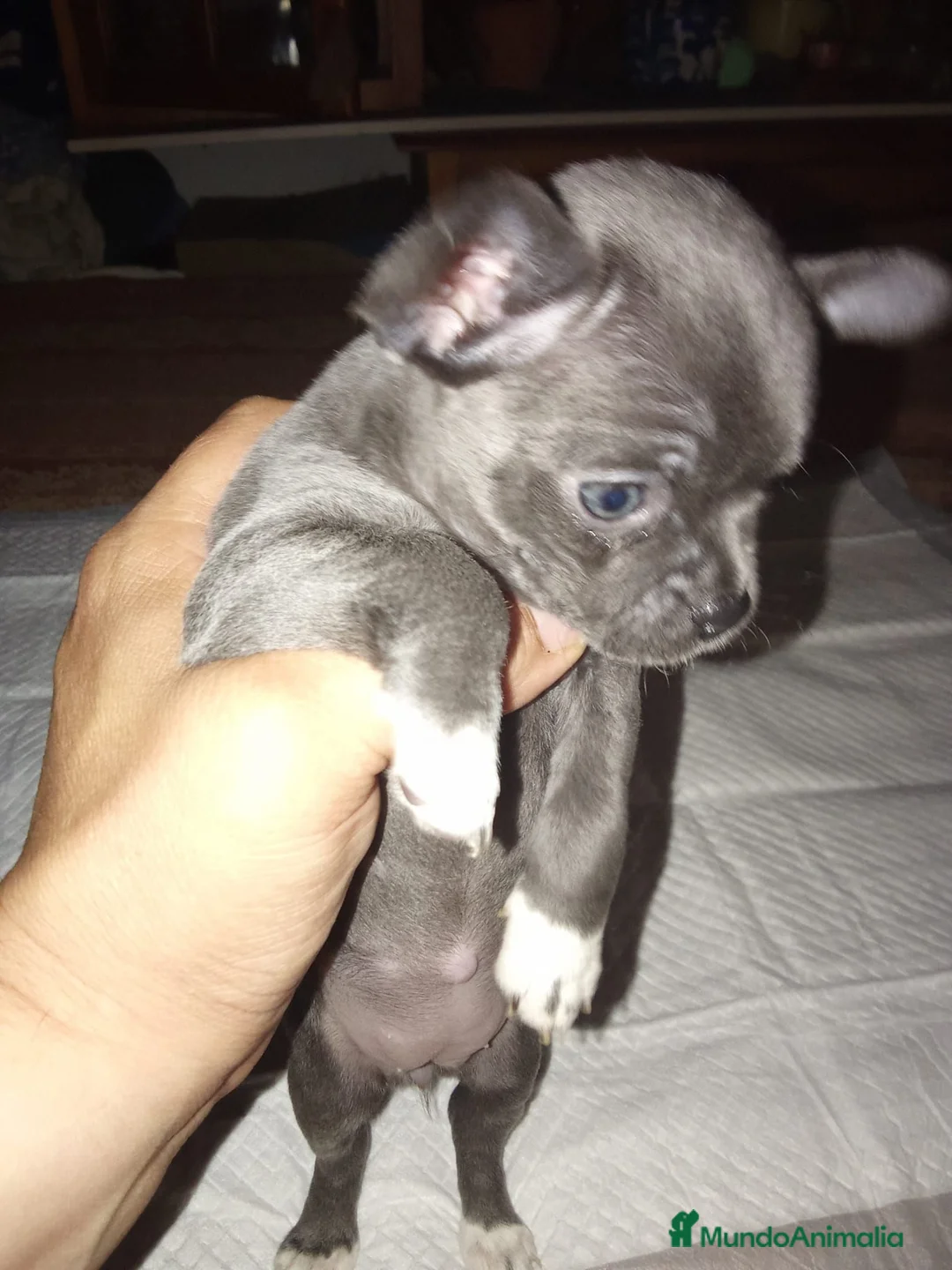 Chihuahua perros en venta: Chihuahua hembra  - Anuncio 2
