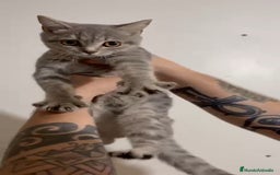 Británico de Pelo Corto gatos en venta: British Shorthair - Imagen 5