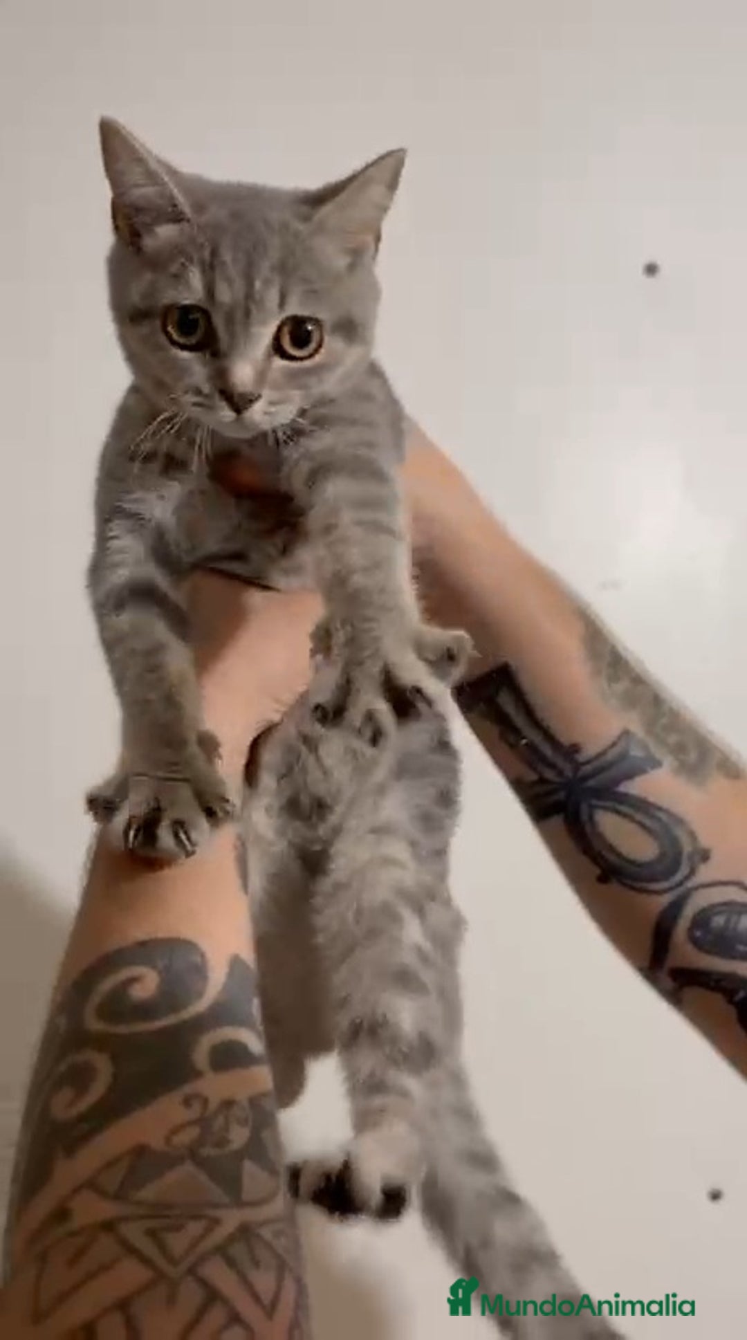 Británico de Pelo Corto gatos en venta: British Shorthair - Imagen 5