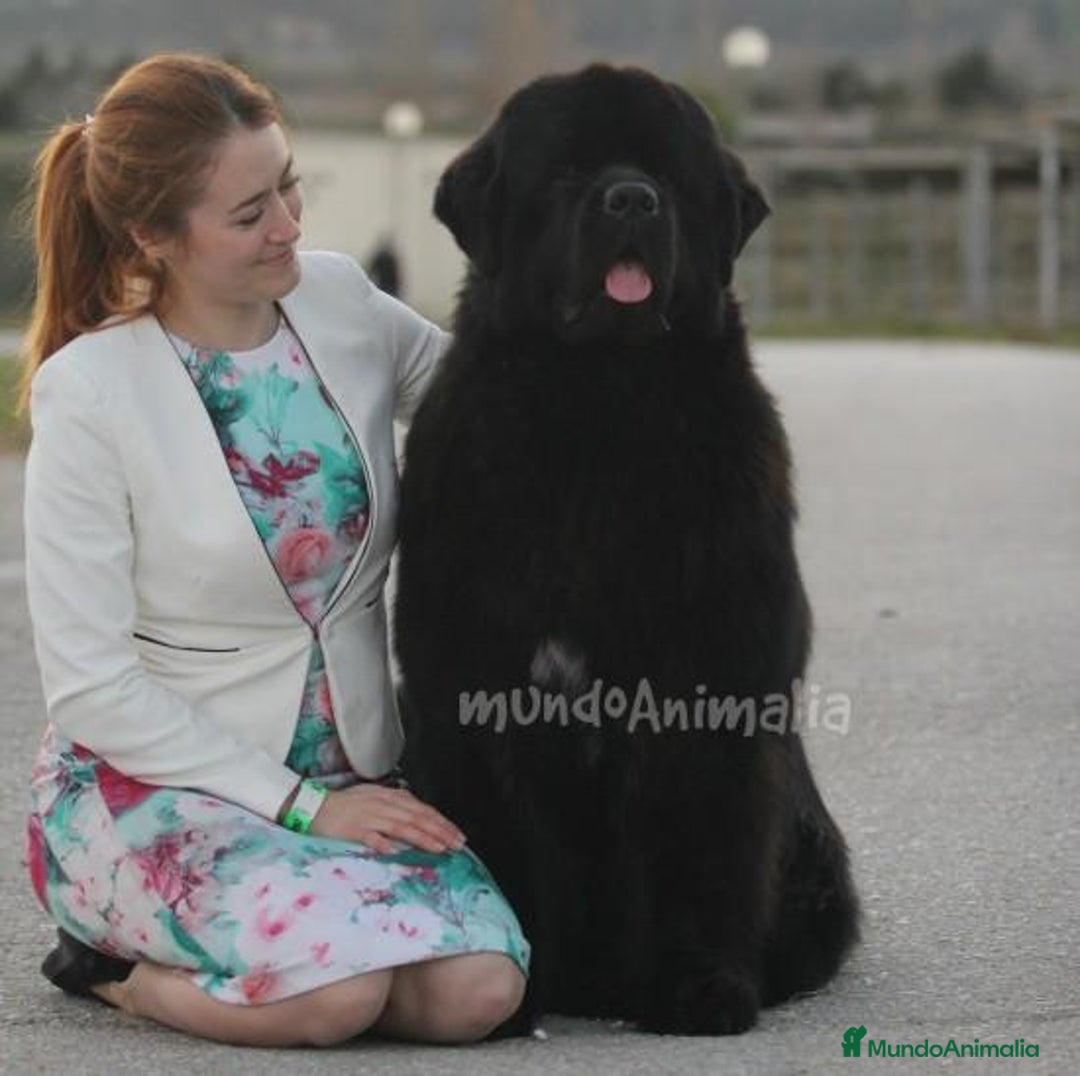 Imagen de galería {{count}}