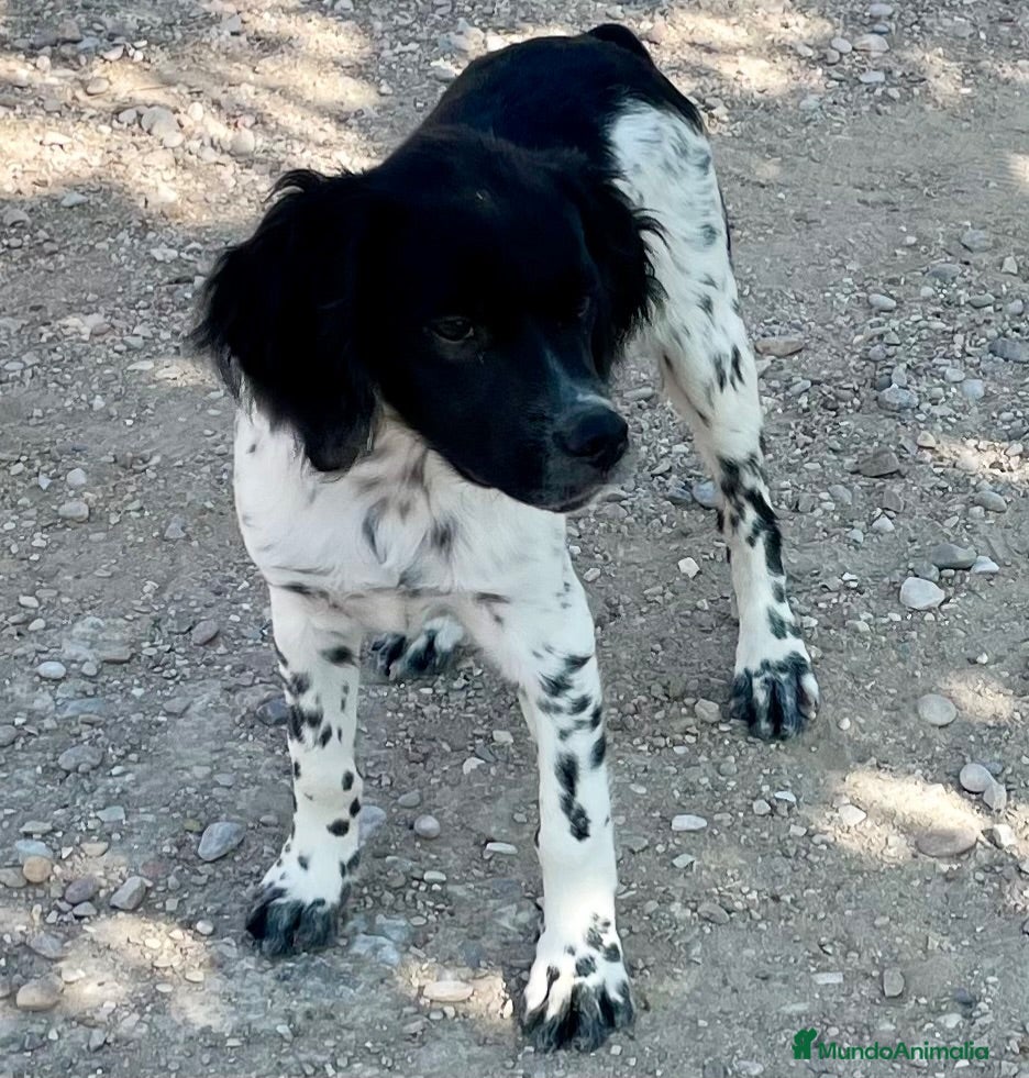 Épagneul Breton perros Epagneul Bretón  - Anuncio 1