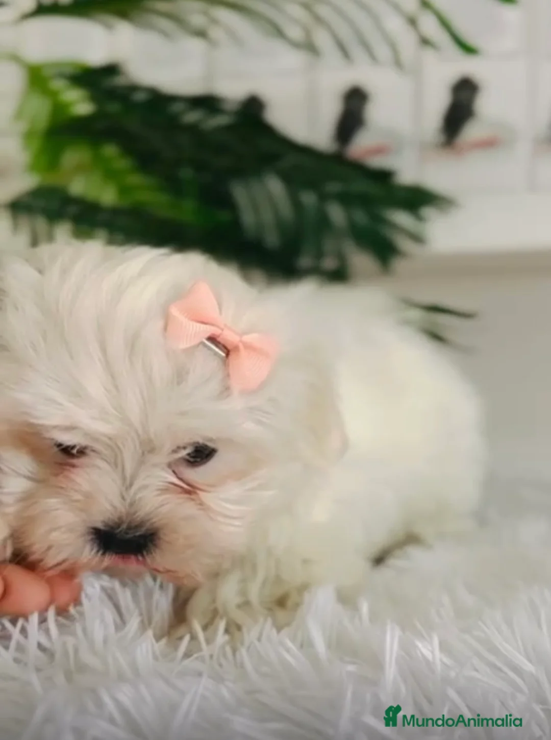 Bichón Maltés perros en venta: BICHÓN MALTÉS HEMBRA-LÍNEA COREANA - Anuncio 1