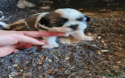 Shih Tzu perros en venta: Shih Tzu tricolor  - Imagen 2