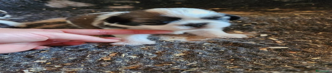 Shih Tzu Cachorro 1