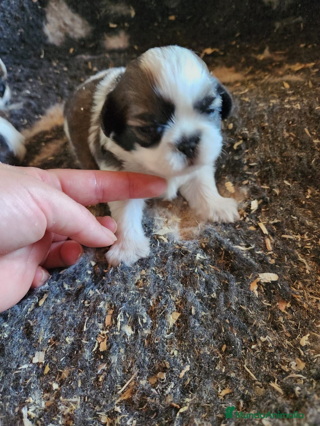 Shih Tzu perros en venta: Shih Tzu tricolor  - Imagen 2