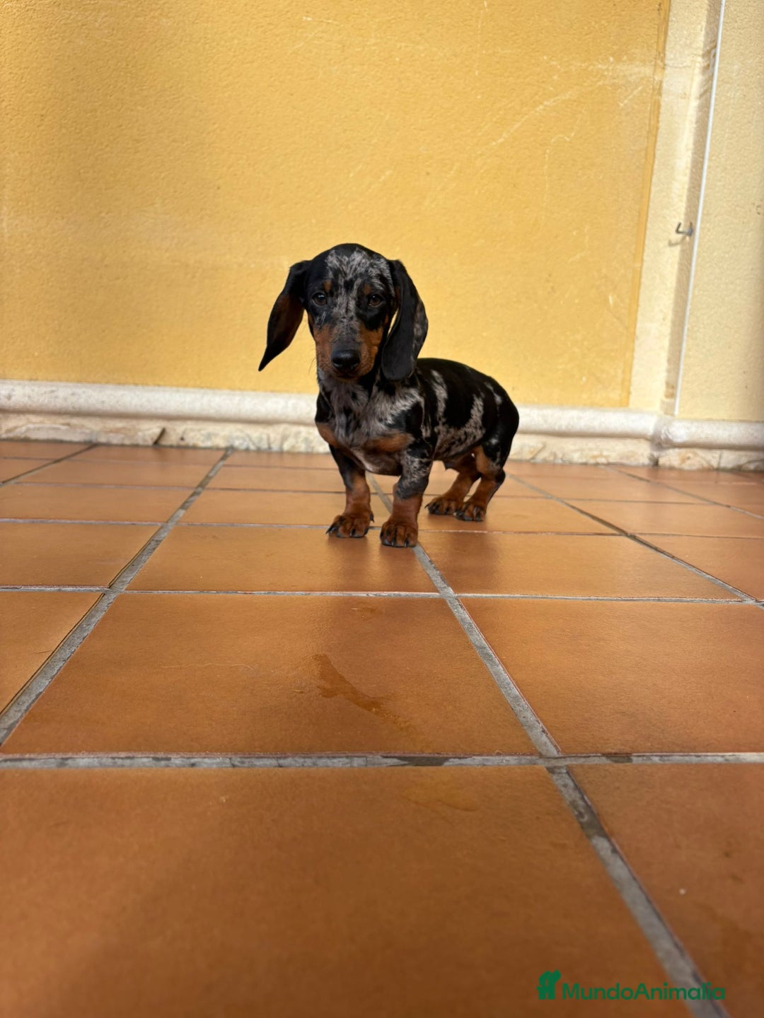 Teckel Miniatura perros en venta: Teckel Kaninchen arlequín Merle plata  - Anuncio 5