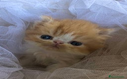 Persa gatos en venta: GATITOS PERSAS - Imagen 3