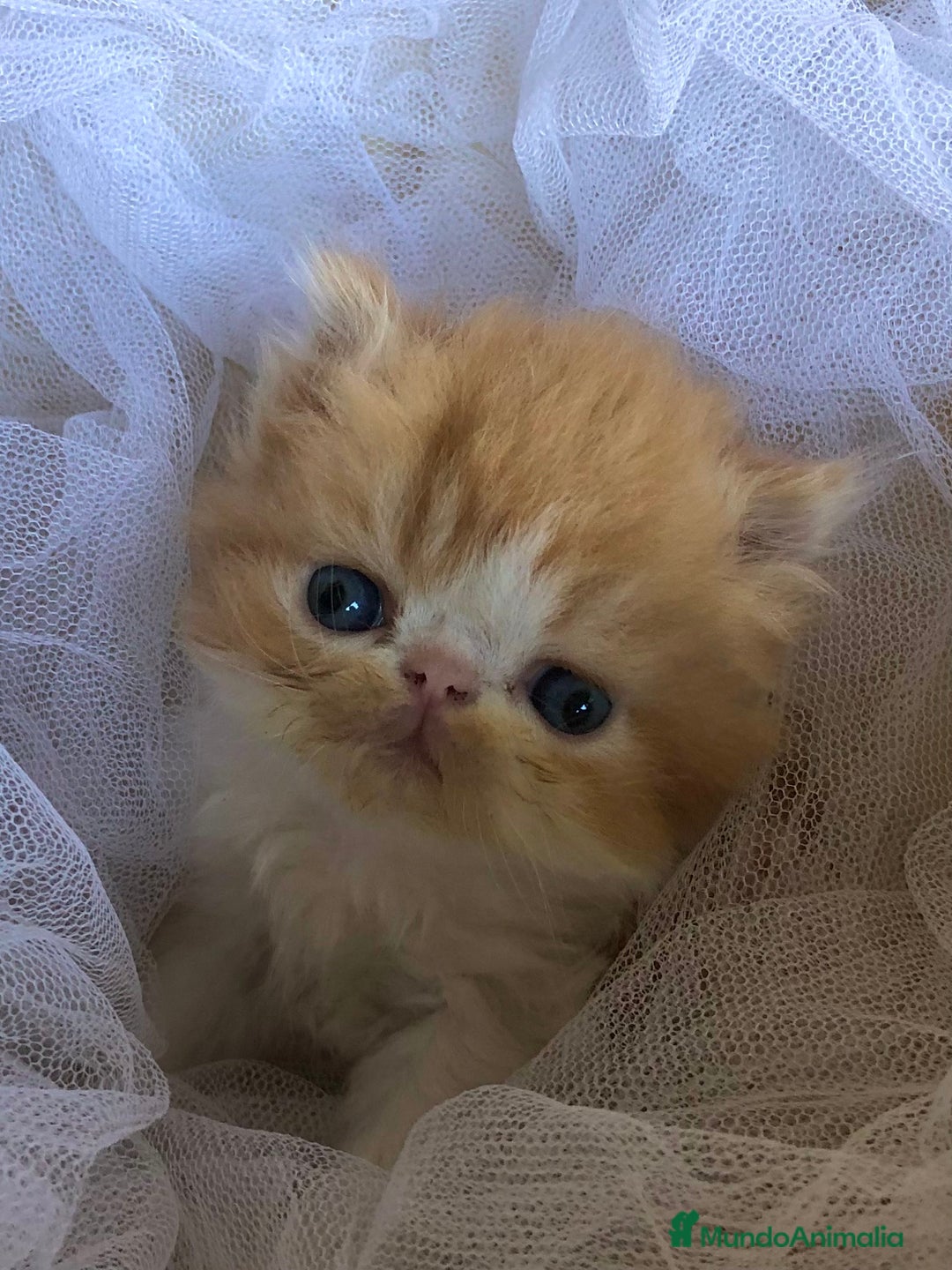 Persa gatos en venta: GATITOS PERSAS - Imagen 3