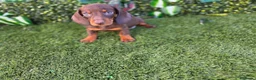 Teckel perros en venta: TECKEL MINI  - Anuncio 3