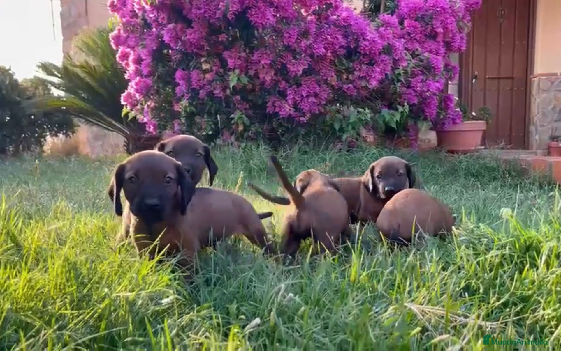 Sabueso de Sangre de Baviera perros Camada sabuesos de Baviera  - Anuncio 1
