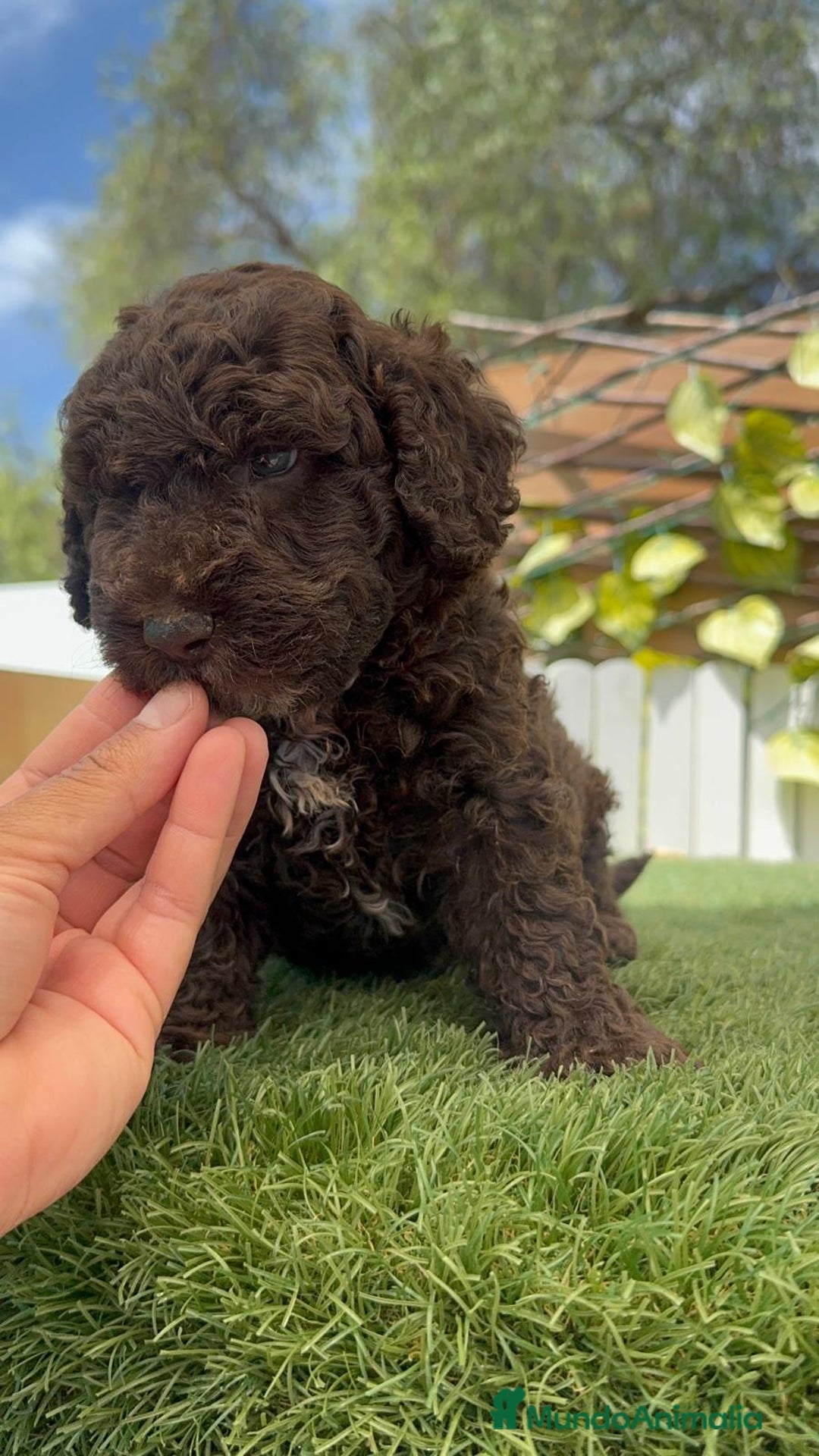 Perro de Agua Español perros en venta: PERRO DE AGUA ESPAÑOL - Imagen 19