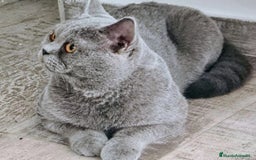 Británico de Pelo Corto Azul gatos en venta: British Shorthair  - Imagen 15