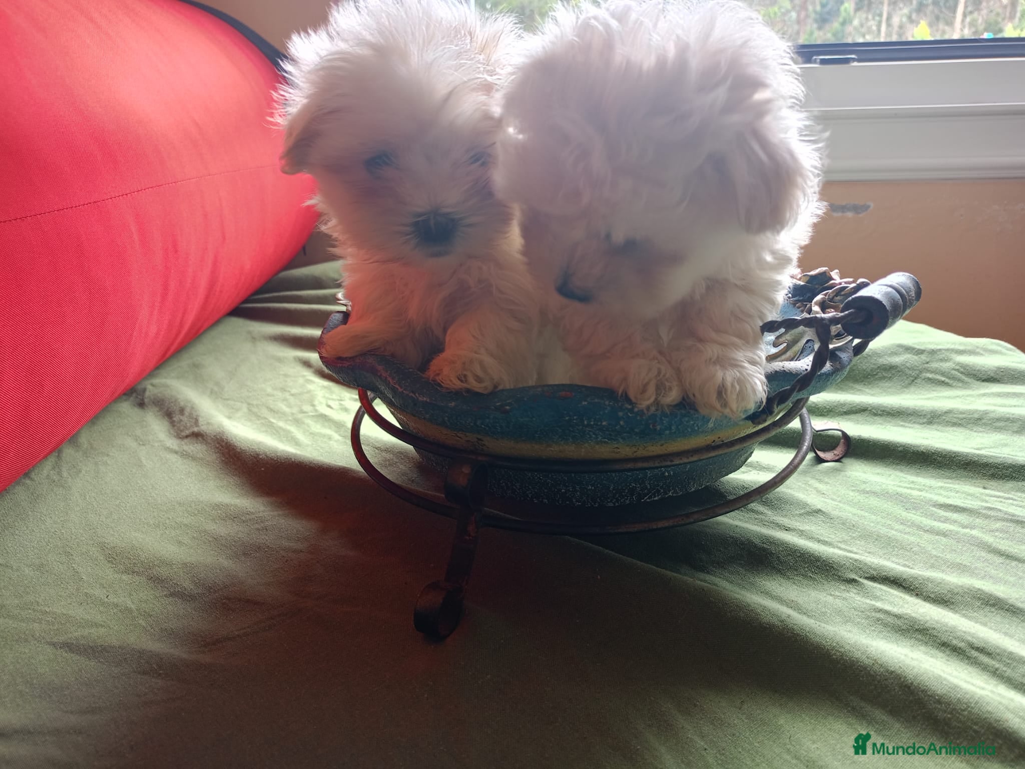 Bichón Maltés perros en venta: Bichon Maltes linea coreana - Anuncio 1