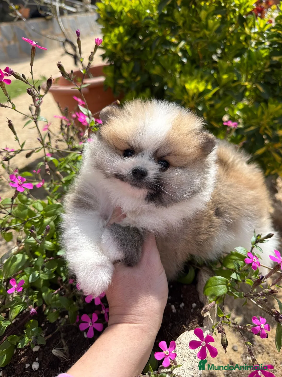 Pomerania perros en venta: Pomerania toy macho tricolor  - Anuncio 2