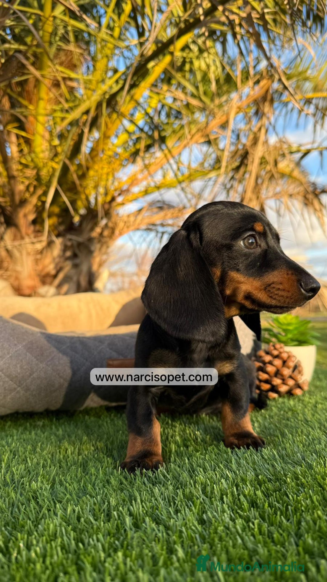 Teckel Miniatura perros en venta: TECKEL NEGRO FUEGO MINIATURA - Imagen 3