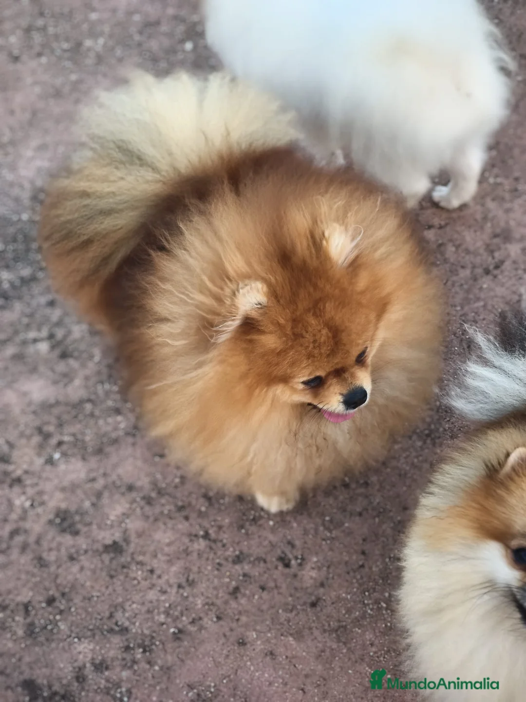 Pomerania perros en venta: Macho adulto para expo y criar, pruebas genéticas  - Anuncio 2