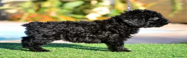 HEMBRA NEGRA DE RABO CORTO DE NACIMENTO 