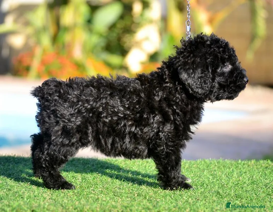 Perro de Agua Español perros en venta: PERRO DE AGUA  - Anuncio 2