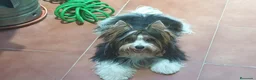 Biewer Yorkshire Terrier a la Pom Pon perros en venta: Biewer adultos con pedigree - Anuncio 4