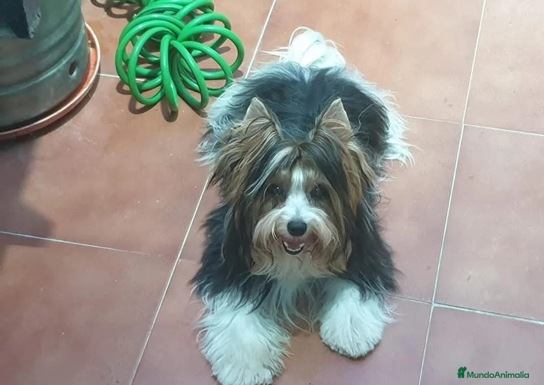 Biewer Yorkshire Terrier a la Pom Pon perros en venta: Biewer adultos con pedigree - Anuncio 4