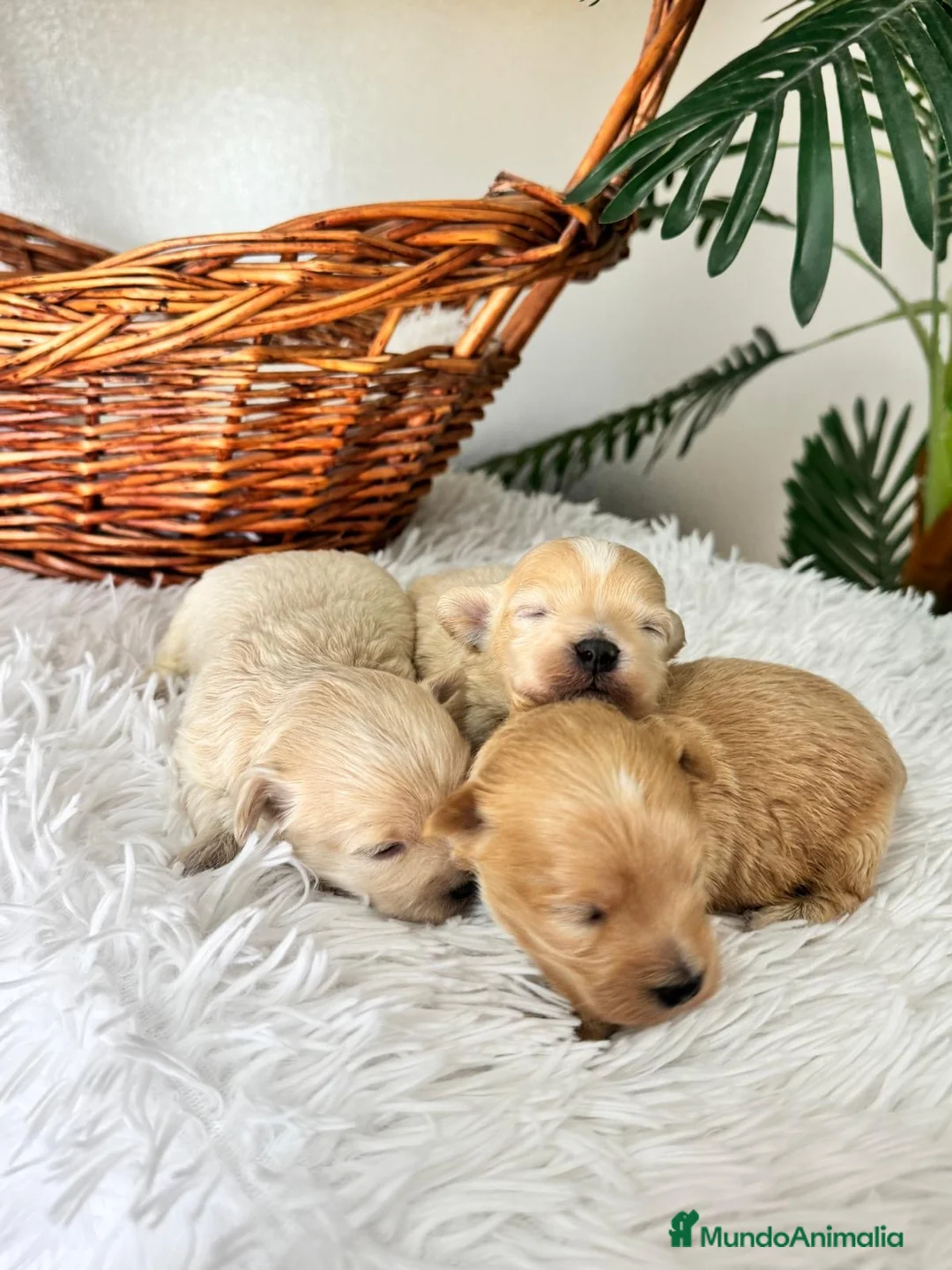 Maltipoo perros en venta: MALTIPOO 💙 - Anuncio 1