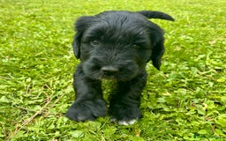 Goldendoodle perros en venta: Cachorros Goldendoodle hipoalergénicos - Imagen 13