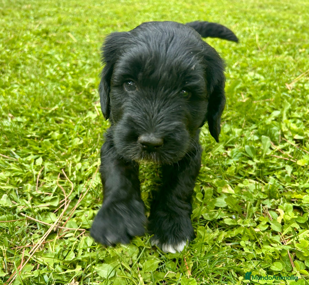 Goldendoodle perros en venta: Cachorros Goldendoodle hipoalergénicos - Imagen 13