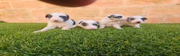 Border Collie perros en venta: CACHORROS DE BORDER COLLIE - Anuncio 4