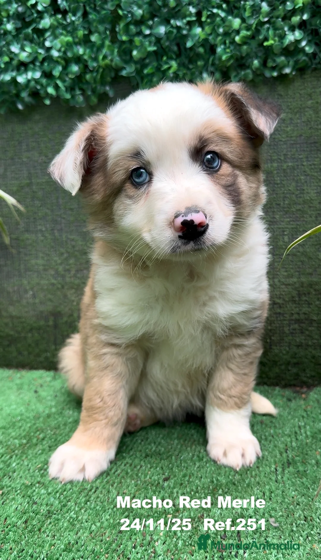 Border Collie perros en venta: BORDER COLLIE red merle - Anuncio 6