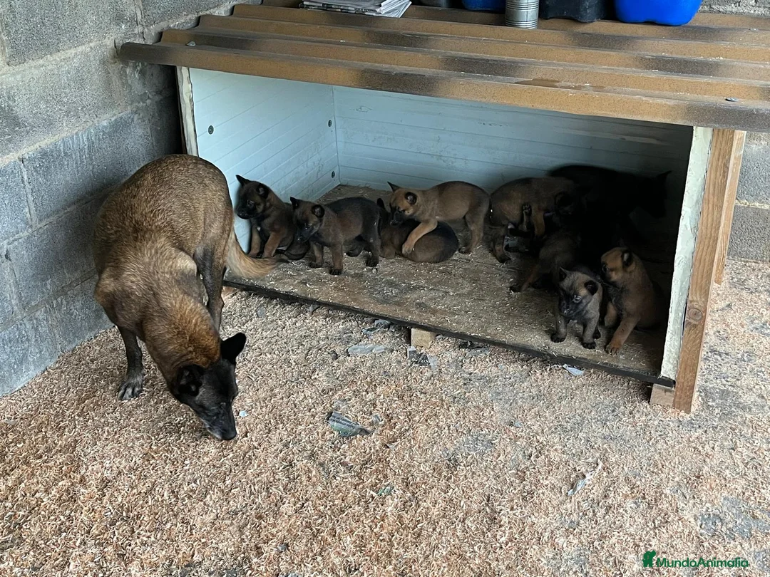 Pastor Belga Malinois perros en venta: Pastor belga malinois  en La Rioja - Anuncio 11
