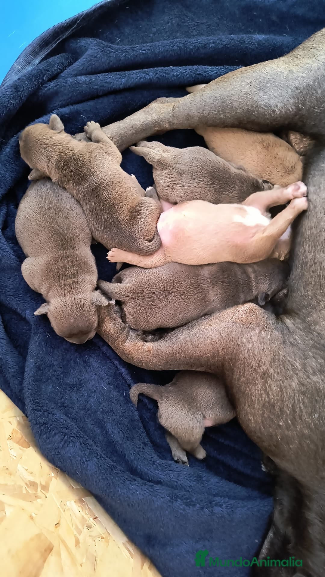 American Bully perros en venta: American bully exotic  - Anuncio 1