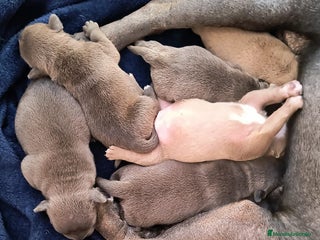 American Bully perros American bully exotic - Anuncio 1