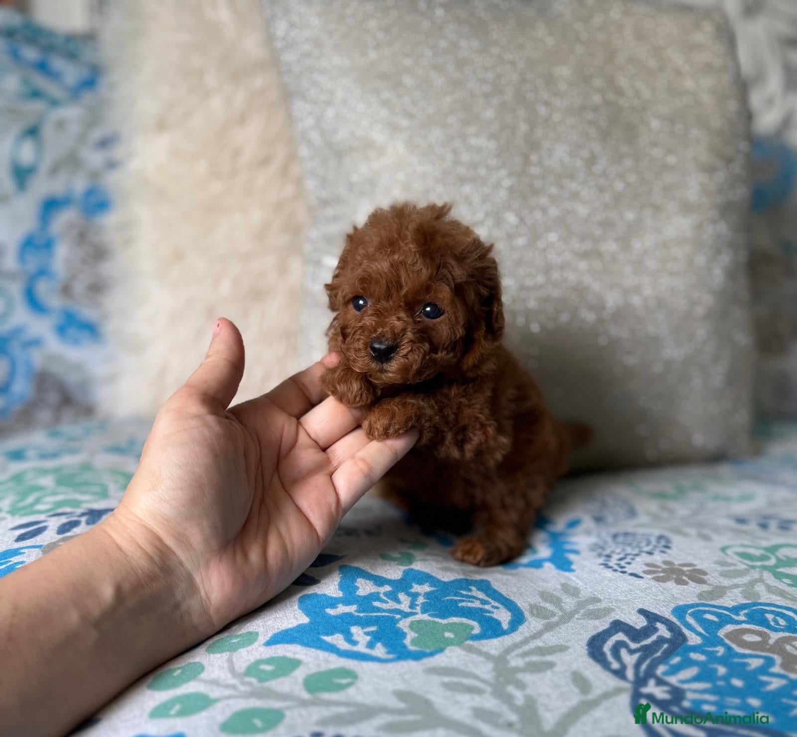 Caniche Toy perros Caniche Toy hembra (líneas asiáticas ) - Anuncio 2
