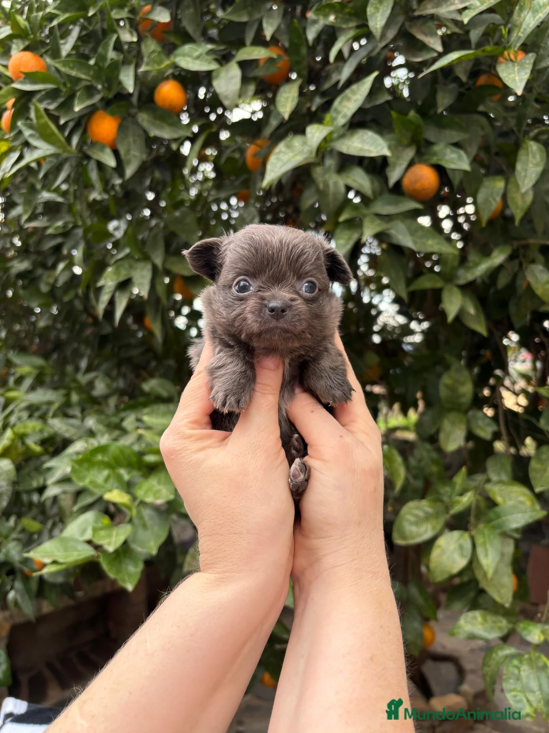 Chihuahua perros en venta: Hembra blue mini pelo largo  - Anuncio 1