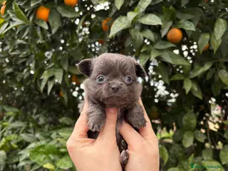 Chihuahua perros Hembra blue mini pelo largo - Anuncio 2